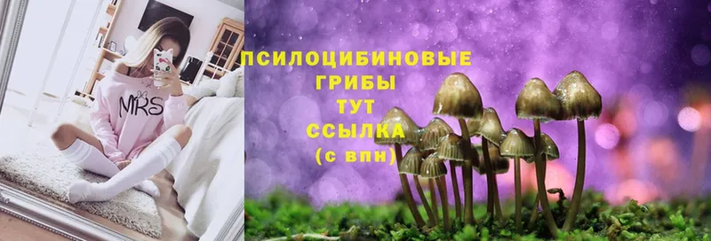 Галлюциногенные грибы Psilocybe  Карабулак 